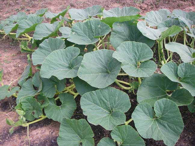 giant pumpkin leaves