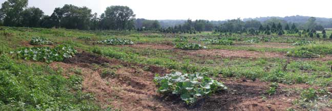 giant pumpkin plants