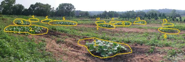 giant pumpkin plants labelled