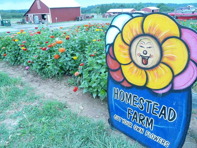 PYO Flower Patch