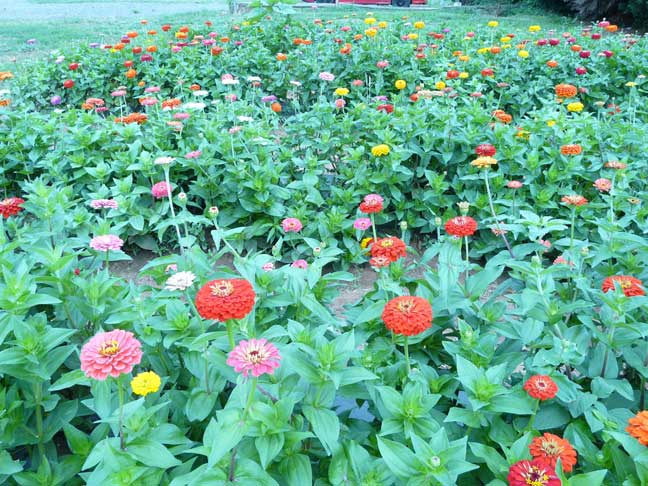 PYO Flower Patch