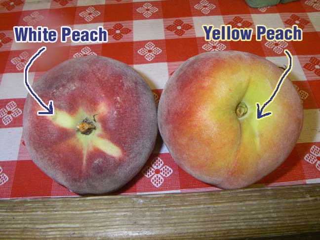 Peaches