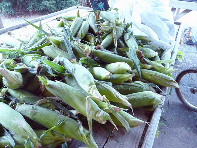 sweet corn