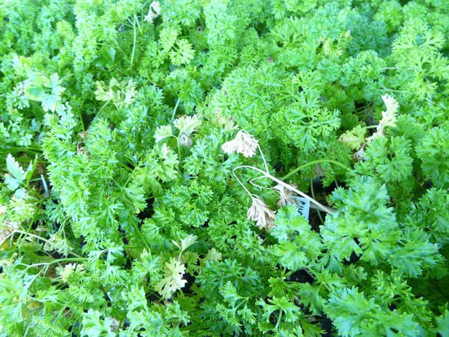 parsley