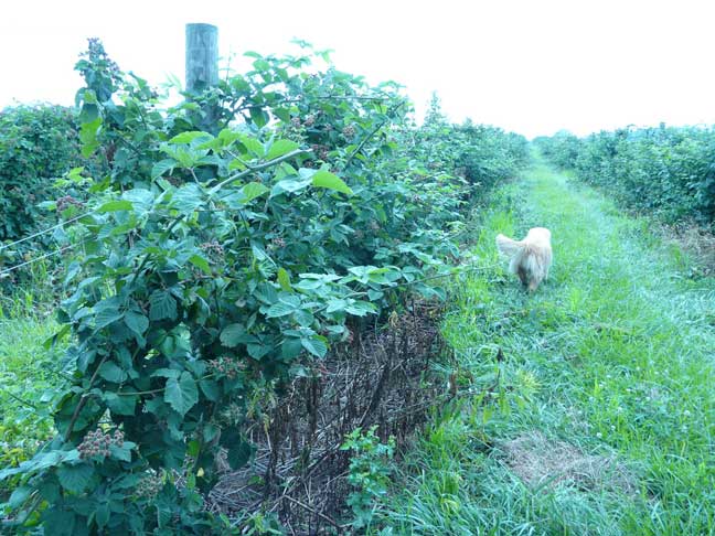 thornless blackberry rows