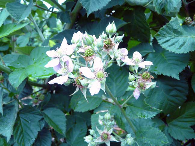 thornless blackberry blossoms