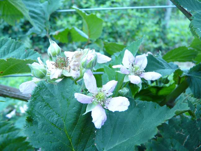 thornless blackberry blossoms