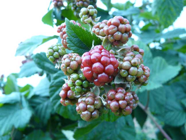 thornless blackberry close up