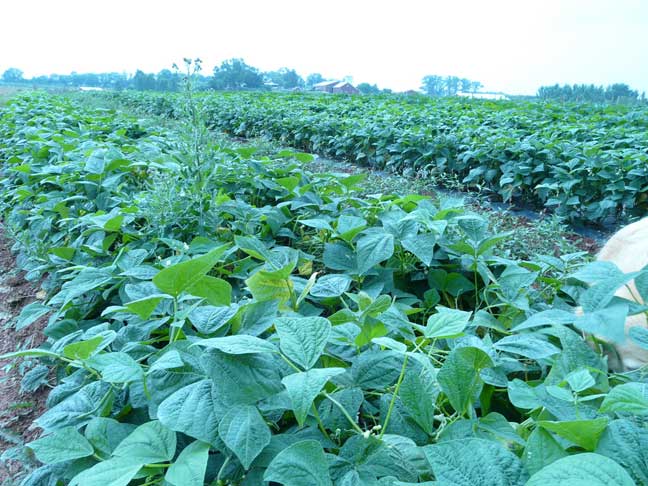 green bean plant