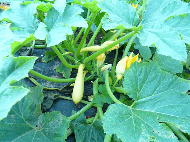 yellow squash