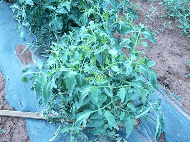 tomato plant