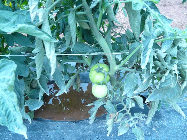 green tomatoes