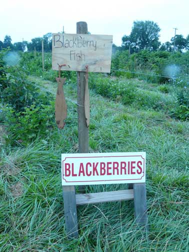 Thorny Blackberry Fish