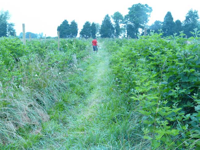 Thorny Blackberry rows