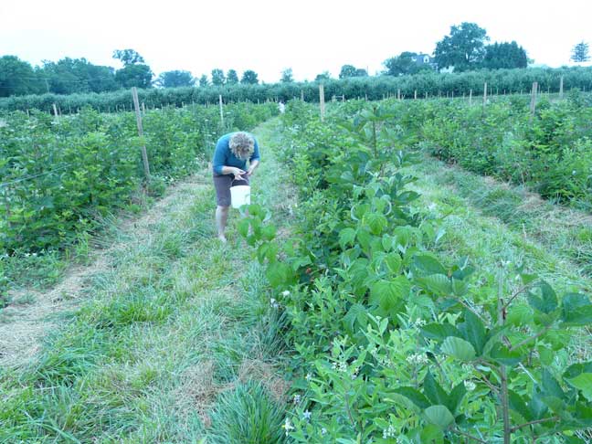 Thorny Blackberry rows