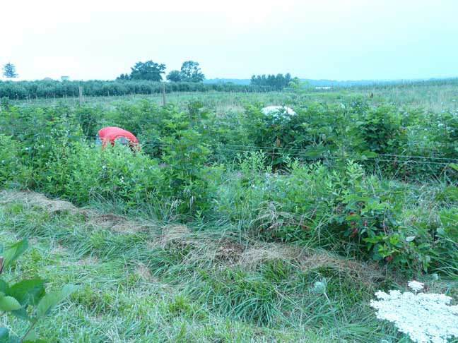 Thorny Blackberry rows