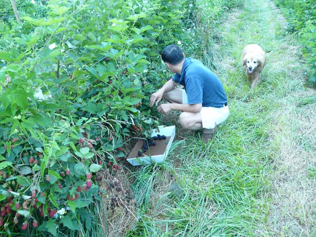 Thorny Blackberry picker