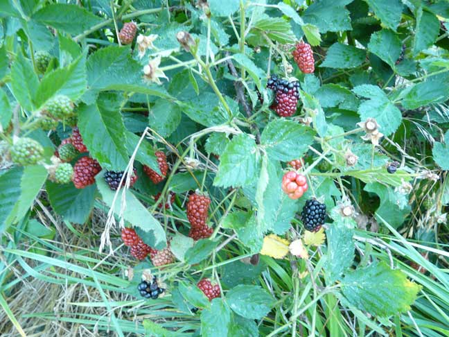 Thorny Blackberries