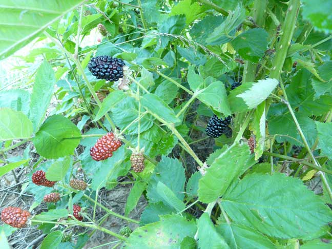 Thorny Blackberries