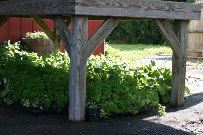 parsley and fox glove