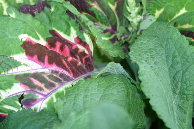 coleus and fox glove