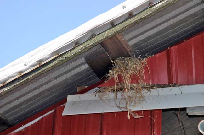 bird nest