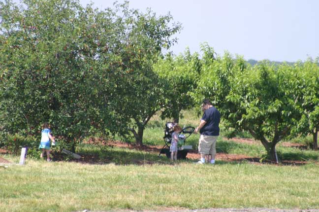 family picking cherries