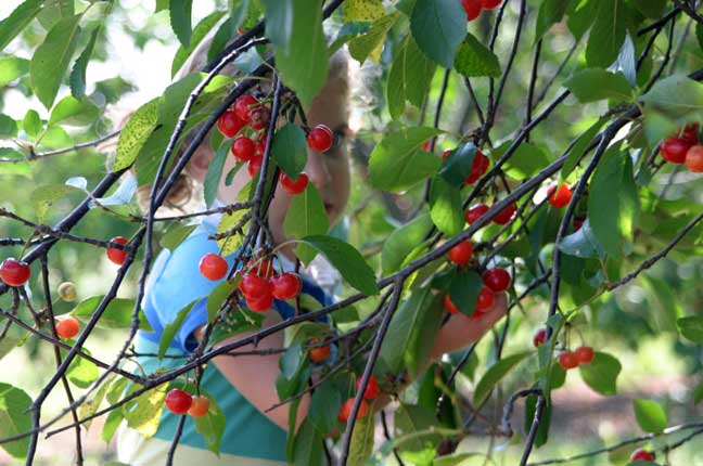 girl picking cherries