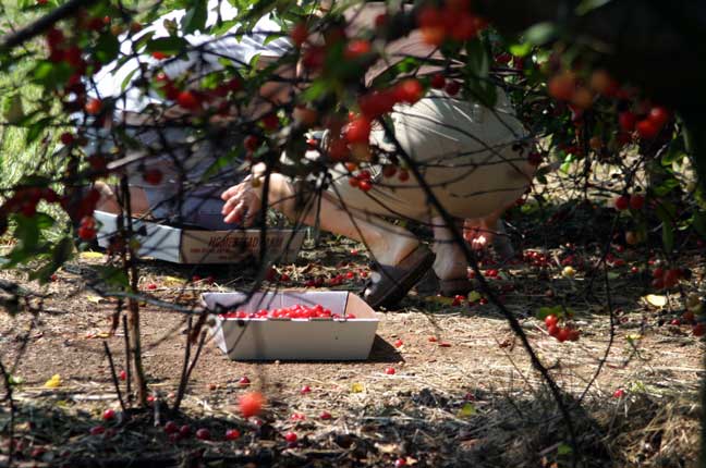 picking cherries