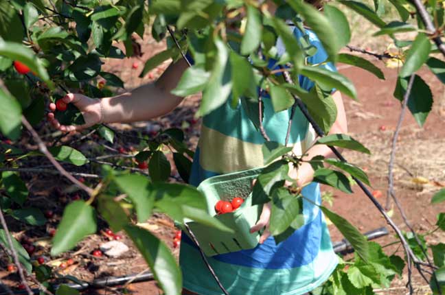 picking cherries