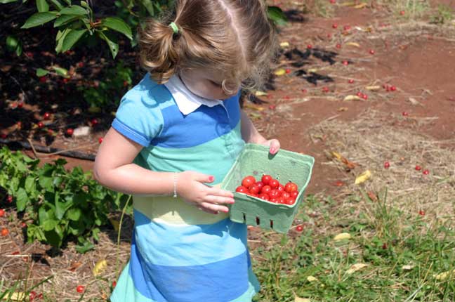 picking cherries