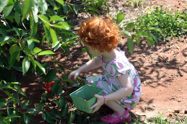 picking cherries