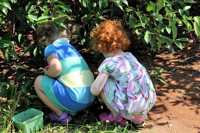 picking cherries