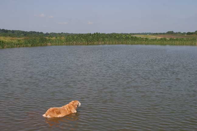 molly in pond