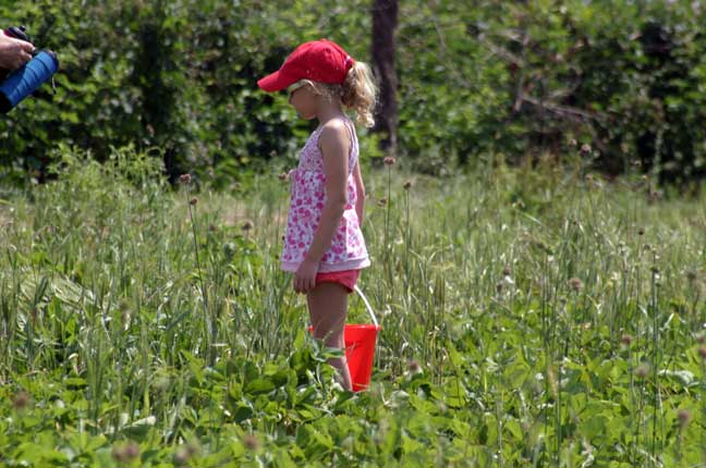 picking strawberries