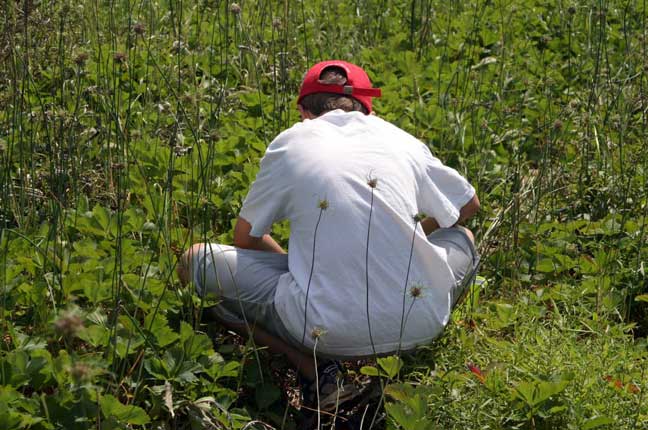 picking strawberries