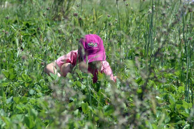 picking strawberries