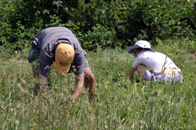 picking strawberries