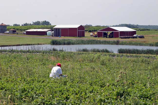 picking strawberries