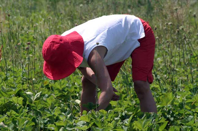 red hat picker