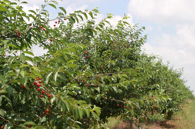 cherries