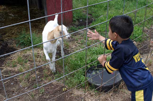 goat and boy