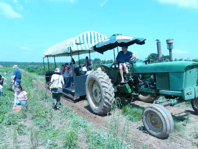 The field picking strawberries