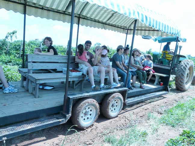 Strawberry Transport