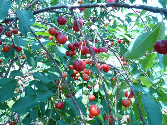 Cherries