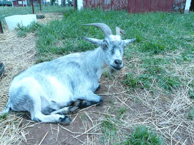 goat with horns