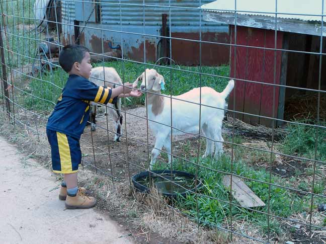 goat with boy