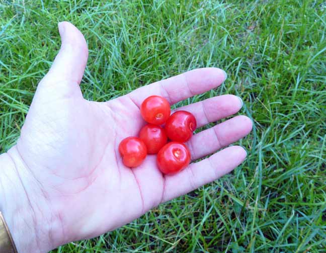 tart cherries