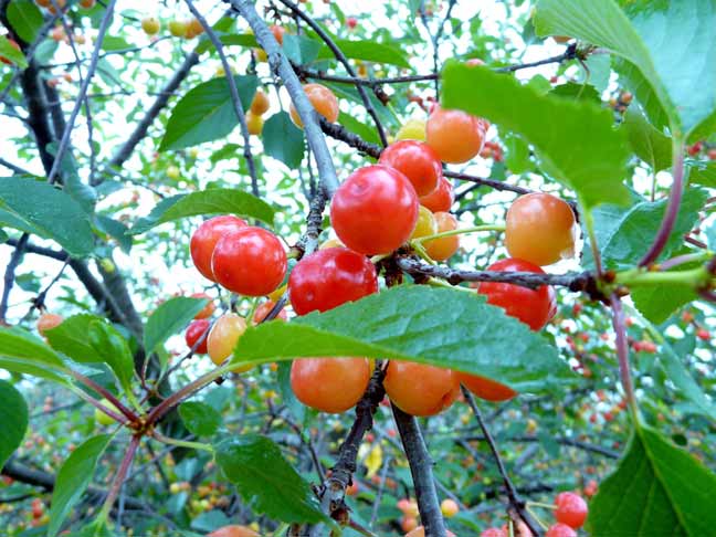 cherry trees