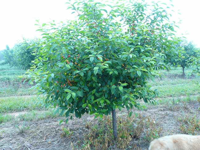 cherry trees